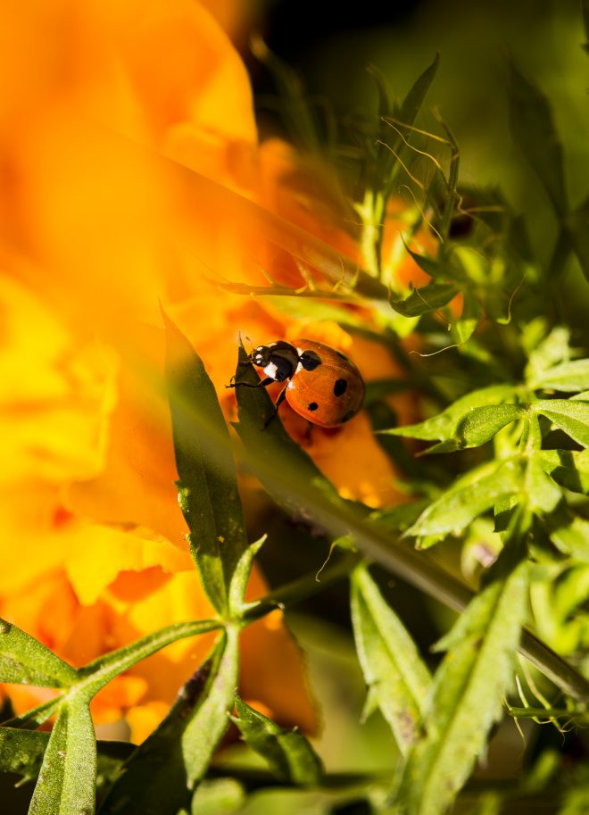 Coccinelle